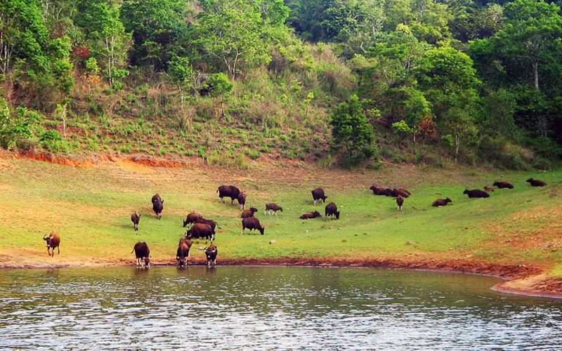 केरल की ये खास जगहें (Special Places of Kerala), जो कराएगी आपको यहां की परम्पराओं से परिचित 6 थेक्कड़ी