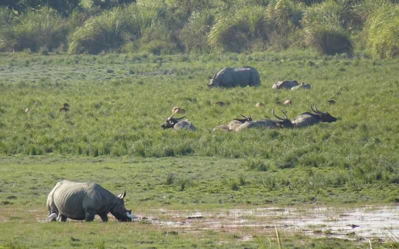 असम के प्रसिद्ध और लोकप्रिय पर्यटन स्थल (Tourist Places of Assam) 2 काजीरंगा राष्ट्रीय उद्यान