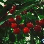 जानें चेरी (Cherry) खाने के फायदे और न्यूट्रिशन वैल्यू